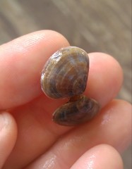 Tellinoidea
