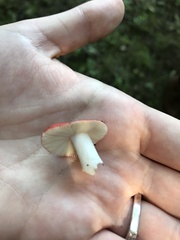 Russula pulchra