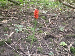 Arum cylindraceum