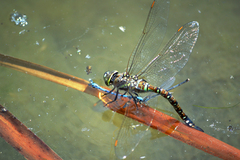 Rhionaeschna multicolor