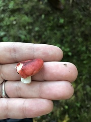 Russula pulchra