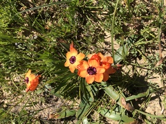 Sparaxis elegans