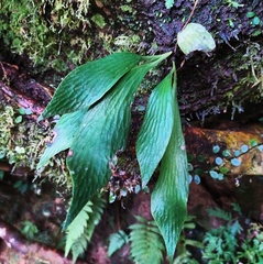 Antrophyum formosanum