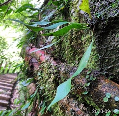 Antrophyum formosanum