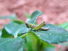 Pirithoicus ophthalmicus