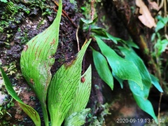 Antrophyum formosanum