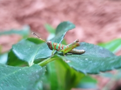 Pirithoicus ophthalmicus