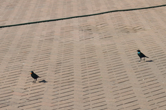 Lamprotornis chalybaeus