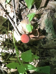 Aureoboletus auriporus