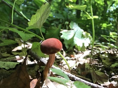 Aureoboletus auriporus