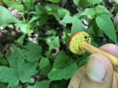 Aureoboletus auriporus