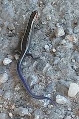 Plestiodon multivirgatus