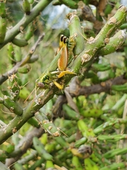 Chloroplus cactocaetes