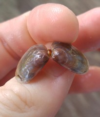 Tellinoidea
