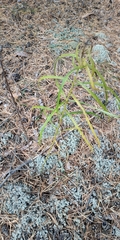Hieracium umbellatum filifolium