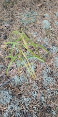 Hieracium umbellatum filifolium