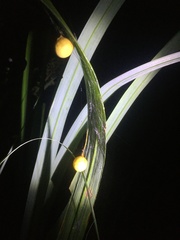 Cyrtarachne inaequalis