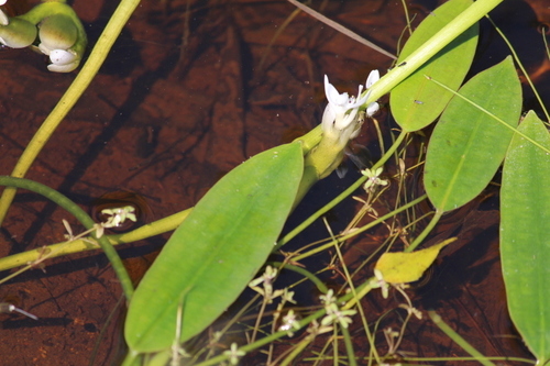 Image of Aponogeton angustifolius by (c) Noeleen du Toit, some rights reserved (CC BY-SA)