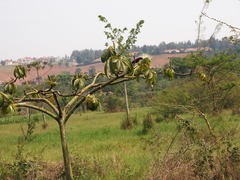 Chalcomitra senegalensis image