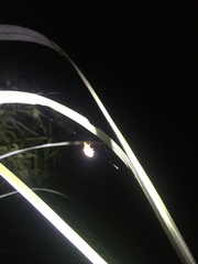 Cyrtarachne inaequalis