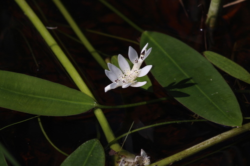 Narrowleaf waterblommetjie (Aponogeton angustifolius)