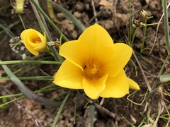 Romulea saldanhensis