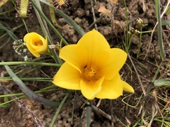 Romulea saldanhensis