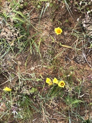 Romulea saldanhensis