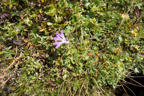 Primula minima (Primula minima)