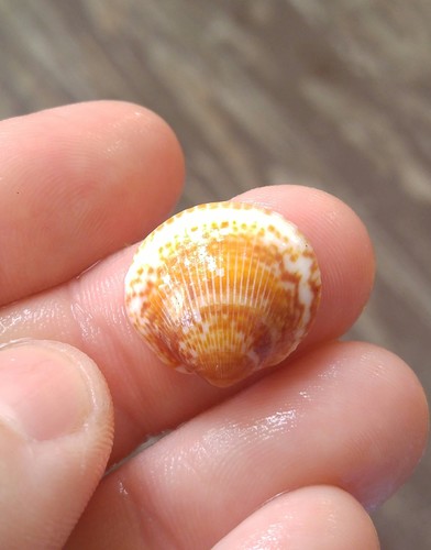 Giant Bittersweet Clam