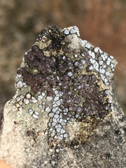 Acarospora glaucocarpa