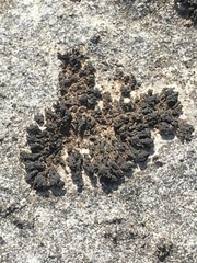 Scytinium schraderi