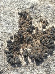 Scytinium schraderi