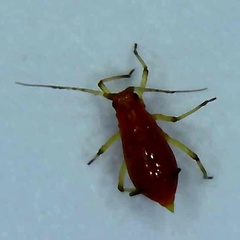 Uroleucon pseudambrosiae