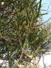Boscia foetida