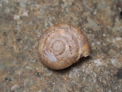 Zonites euboeicus