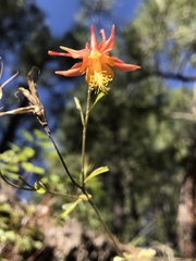 Aquilegia desertorum