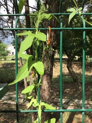 Aristolochia pentandra