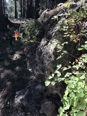 Aquilegia desertorum