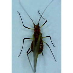 Uroleucon pseudambrosiae