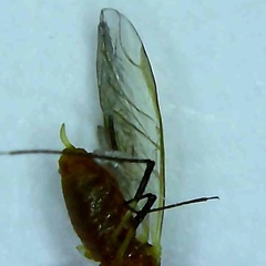 Uroleucon pseudambrosiae