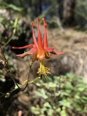Aquilegia desertorum