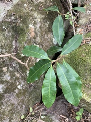 Acridocarpus natalitius natalitius