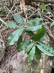 Acridocarpus natalitius natalitius