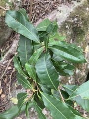 Acridocarpus natalitius natalitius