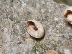 Zonites euboeicus
