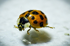 Harmonia axyridis