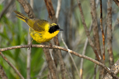 Geothlypis trichas chapalensis