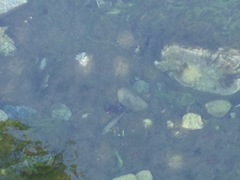 Salmo marmoratus
