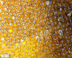 Lepidoblennius marmoratus